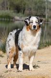 BERGER AUSTRALIEN 170